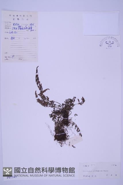 北京鐵角蕨藏品圖，第1張