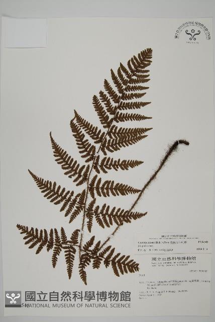 愛德氏肋毛蕨藏品圖，第1張