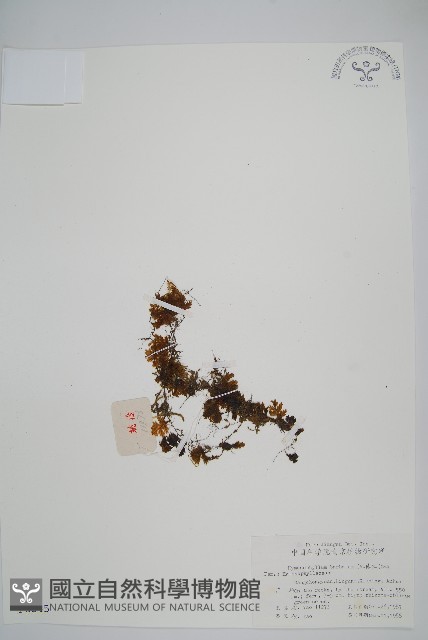 華東膜蕨藏品圖，第1張