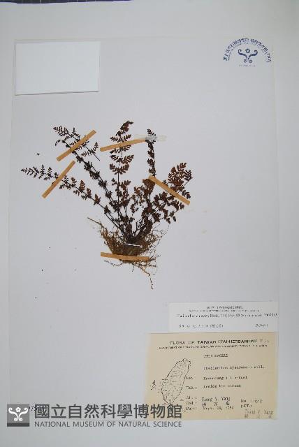 細葉碎米蕨藏品圖，第1張