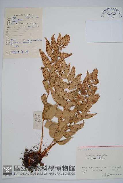 貫眾蕨藏品圖，第1張