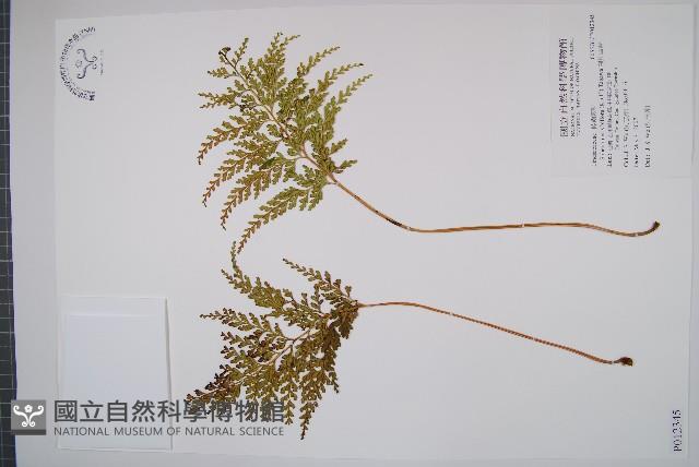 闊片烏蕨藏品圖，第1張