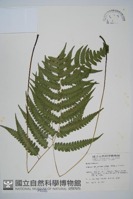 深山雙蓋蕨藏品圖，第1張