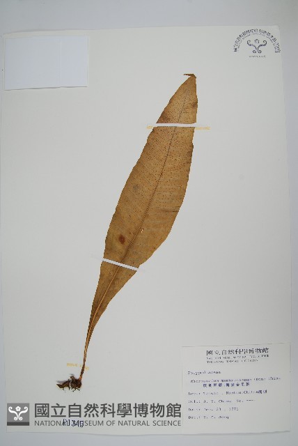 膜葉星蕨藏品圖，第1張