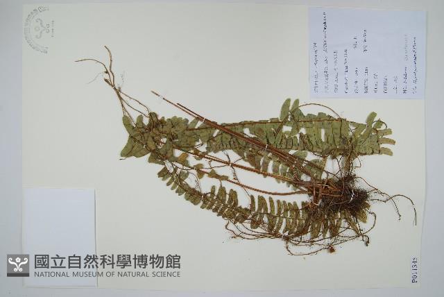 腎蕨藏品圖，第1張