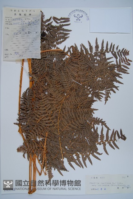 蕨藏品圖，第1張