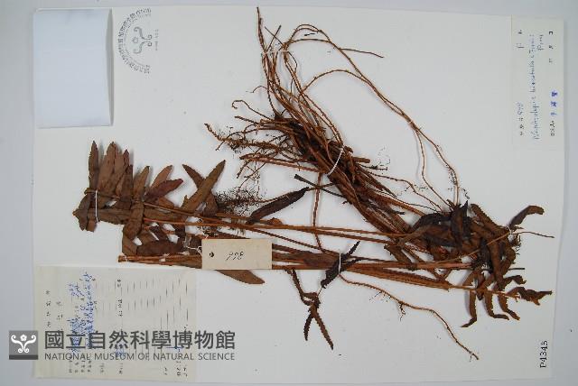 毛葉腎蕨藏品圖，第1張