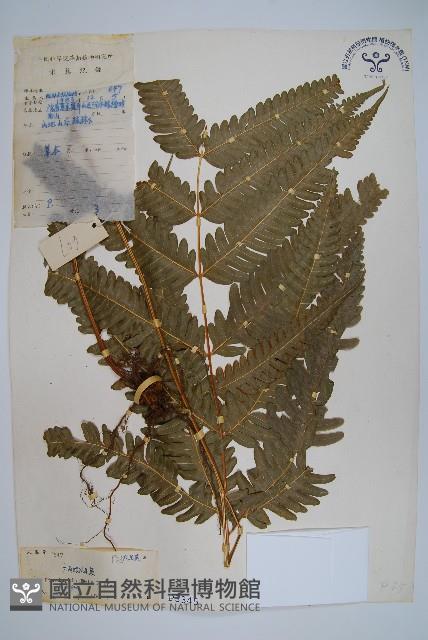 三角脈鳳尾蕨藏品圖，第1張