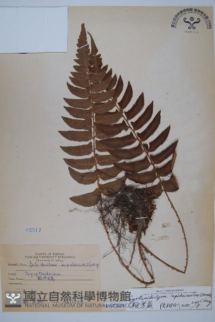 鞭葉蕨藏品圖，第1張