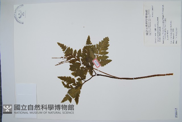 薄葉大陰地蕨藏品圖，第1張