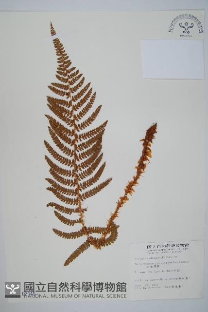 尖葉耳蕨藏品圖，第1張