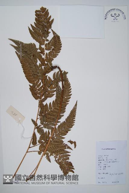 南海鱗毛蕨藏品圖，第1張