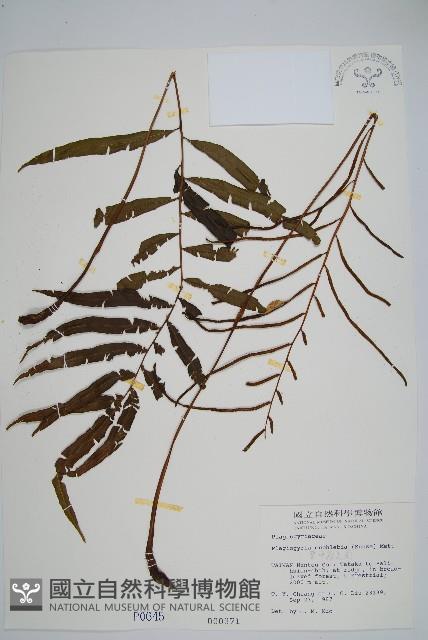 Accession Number:P000645 Collection Image, Figure 1, Total 2 Figures