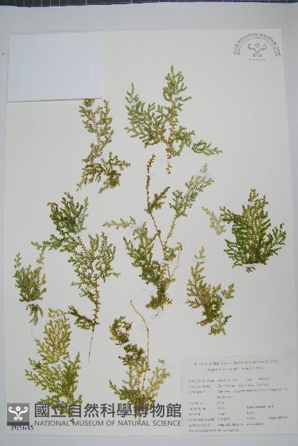 玉山卷柏藏品圖，第1張