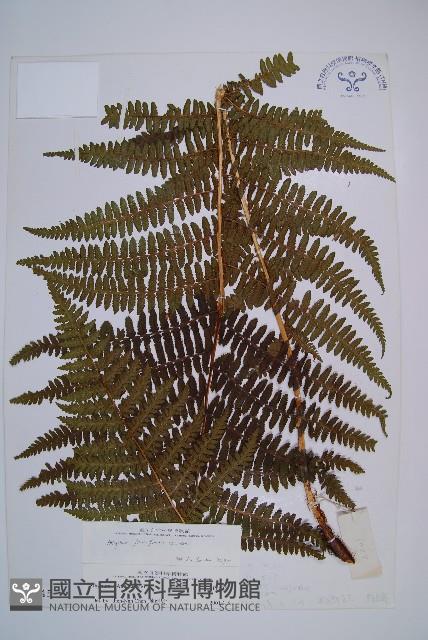 蹄蓋蕨藏品圖，第1張