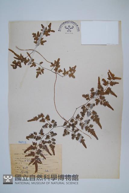 狹葉海金沙藏品圖，第1張