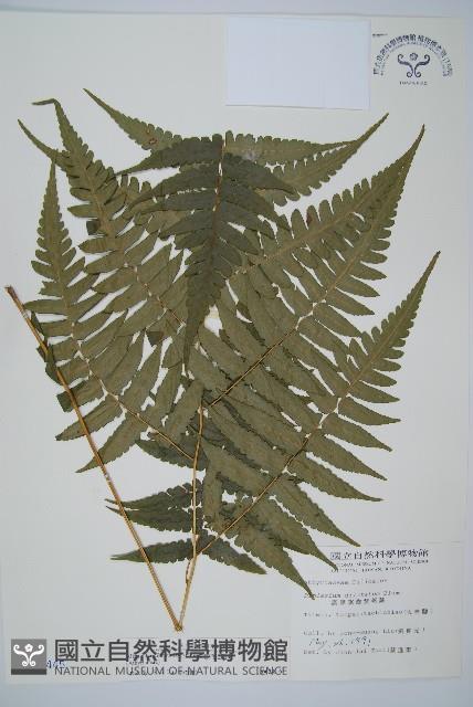 毛柄短腸蕨藏品圖，第1張