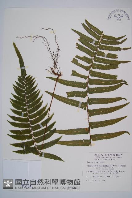 虎克氏鱗蓋蕨藏品圖，第1張
