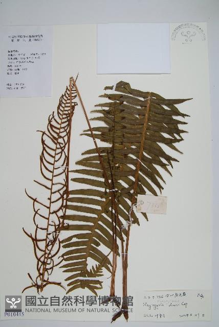 倒葉瘤足蕨藏品圖，第1張