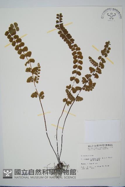 圓葉陵齒蕨藏品圖，第1張