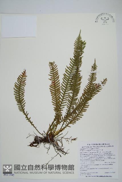 穴子蕨藏品圖，第1張