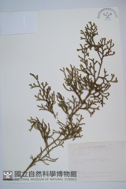 過山龍藏品圖，第1張