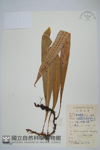 大星蕨藏品圖，第1張