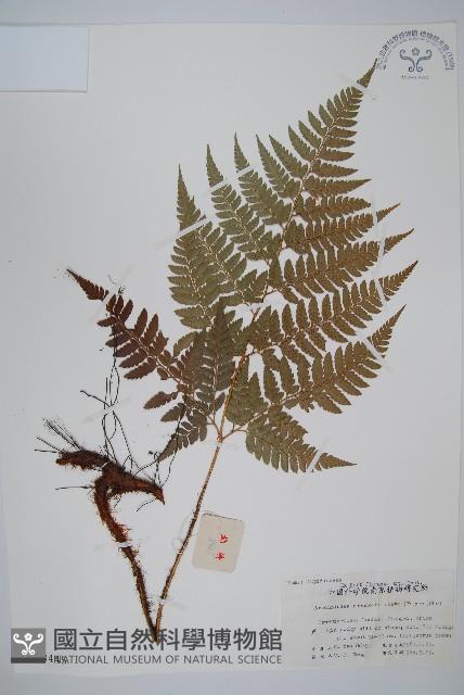 小葉複葉耳蕨藏品圖，第1張