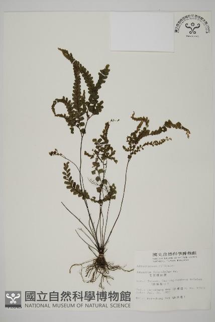 毛葉鐵線蕨藏品圖，第1張