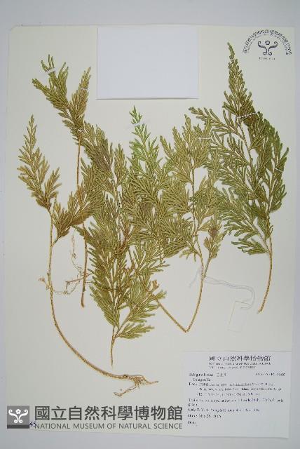 登錄號:P011845藏品圖，第1張