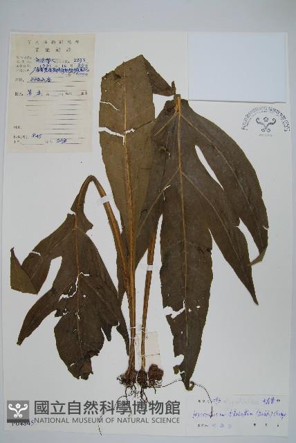 箭葉星蕨藏品圖，第1張