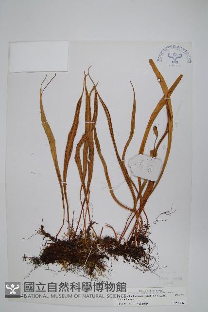 瓦葦藏品圖，第1張