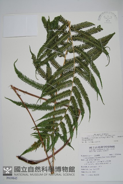 斜葉金星蕨藏品圖，第1張