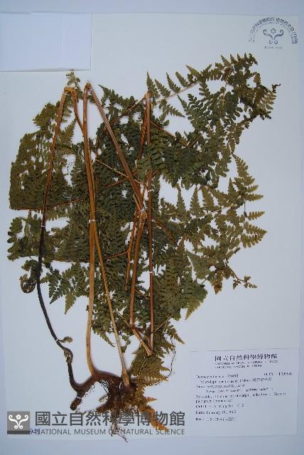 熱帶鱗蓋蕨藏品圖，第1張