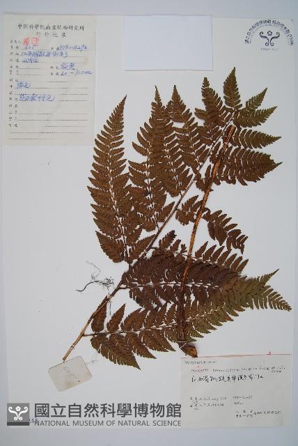 登錄號:P006245藏品圖，第1張