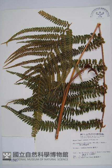 粗毛鱗蓋蕨藏品圖，第1張