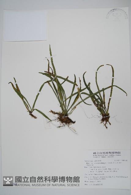 姬書帶蕨藏品圖，第1張