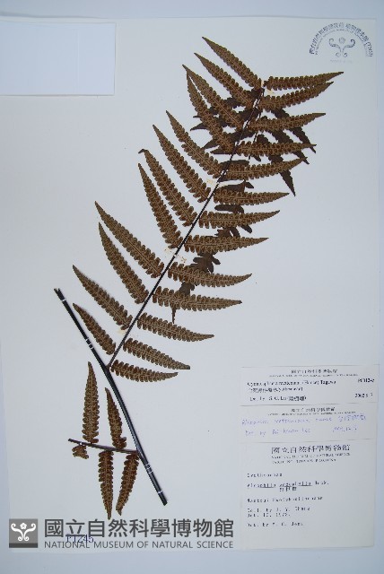 台灣黑桫欏藏品圖，第1張