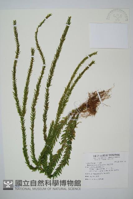 福氏石松藏品圖，第1張