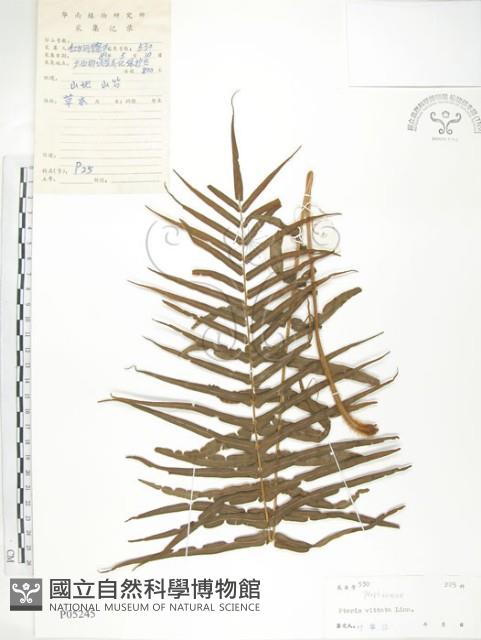 鱗蓋鳳尾蕨藏品圖，第1張