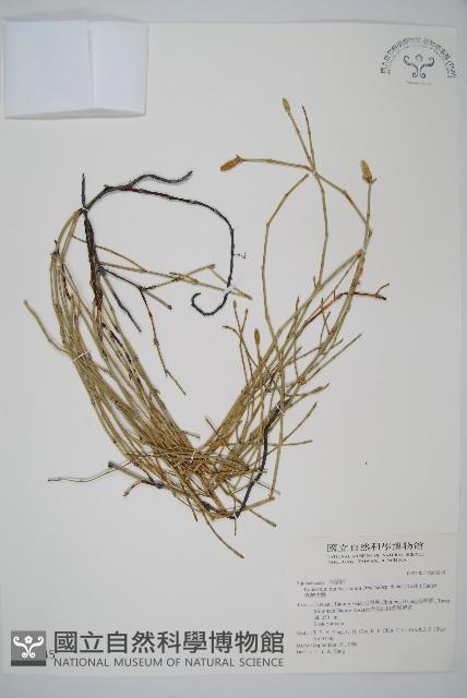 臺灣木賊藏品圖，第1張
