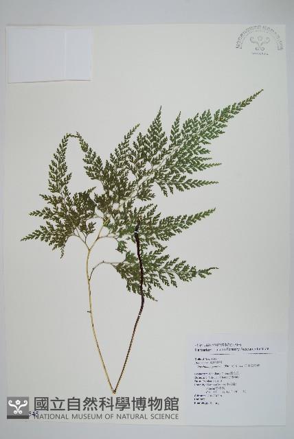 日本金粉蕨藏品圖，第1張