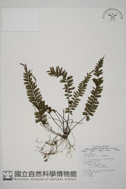 馬來鐵線蕨藏品圖，第1張