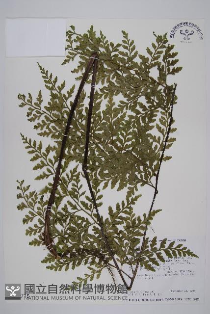 大鐵角蕨藏品圖，第1張