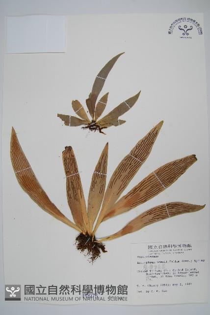 蘭嶼車前蕨藏品圖，第1張