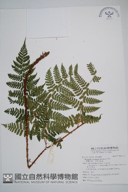 小苞鱗毛蕨、小苞肉刺蕨藏品圖，第1張