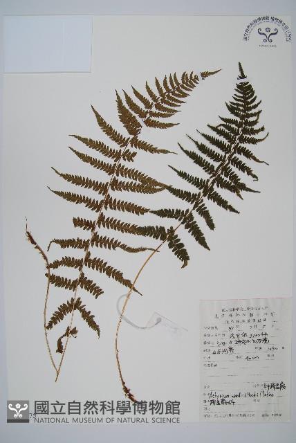 華中蹄蓋蕨藏品圖，第1張