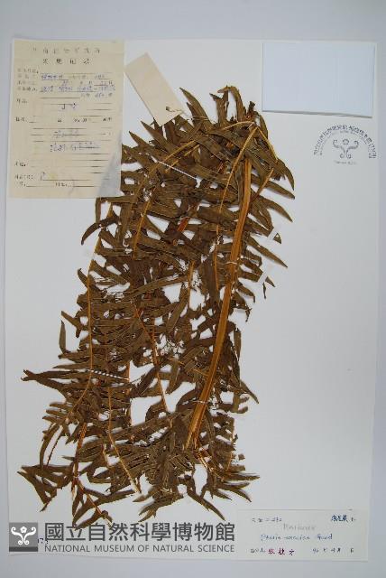 溪鳳尾蕨藏品圖，第1張