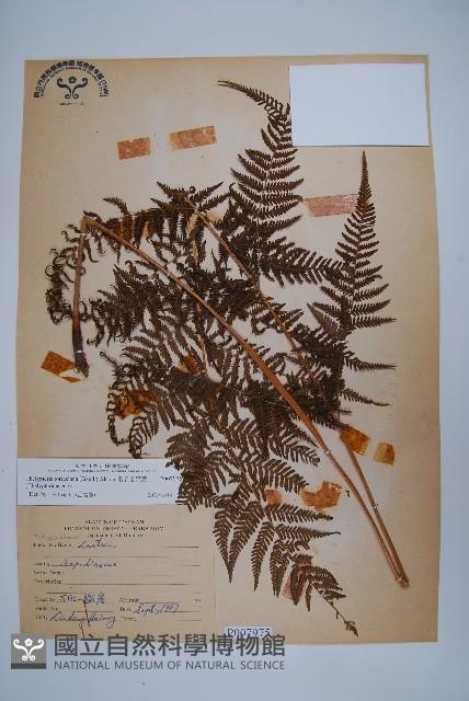 粗毛金星蕨藏品圖，第1張