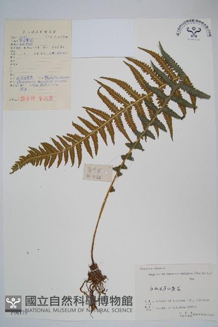 翅軸假金星蕨、短柄卵果蕨藏品圖，第1張